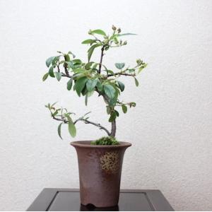 盆栽 紀州真柏盆栽 極太幹 貴風盆栽 小品盆栽 中品盆栽 素材ミニ盆栽