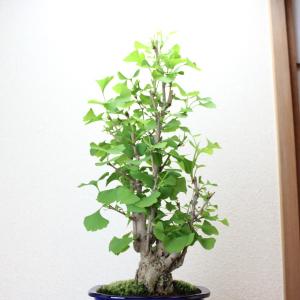 イチョウ盆栽 銀杏 いちょう bonsai 送料無料の詳細画像1