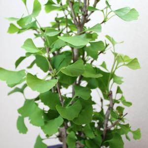 イチョウ盆栽 銀杏 いちょう bonsai 送料無料の詳細画像2