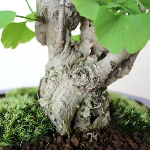 イチョウ盆栽 銀杏 いちょう bonsai 送料無料の詳細画像3
