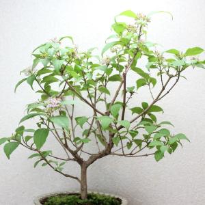 紫式部 ムラサキシキブ ミニ盆栽 むらさきしき...の詳細画像1