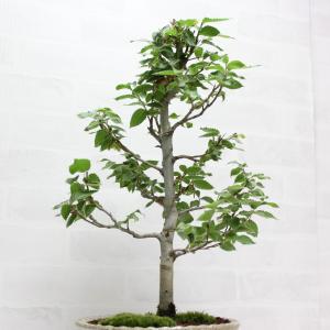 ブナ ぶな 盆栽 中品 貴風盆栽 bonsai...の詳細画像1