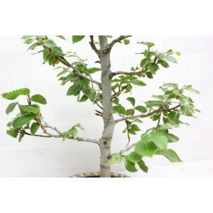 ブナ ぶな 盆栽 中品 貴風盆栽 bonsai...の詳細画像2