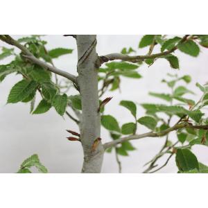 ブナ ぶな 盆栽 中品 貴風盆栽 bonsai...の詳細画像3