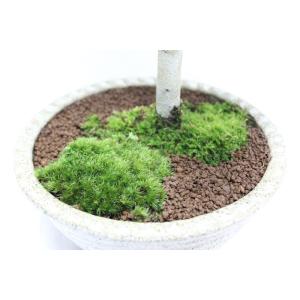 ブナ ぶな 盆栽 中品 貴風盆栽 bonsai...の詳細画像4