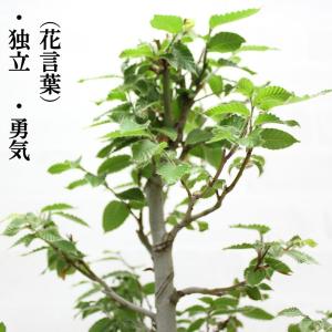 ブナ ぶな 盆栽 中品 貴風盆栽 bonsai...の詳細画像5