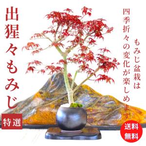 特選　出猩々もみじ　盆栽　紅葉　bonsai　送料無料