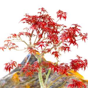 特選 出猩々もみじ 盆栽 紅葉 bonsai ...の詳細画像1
