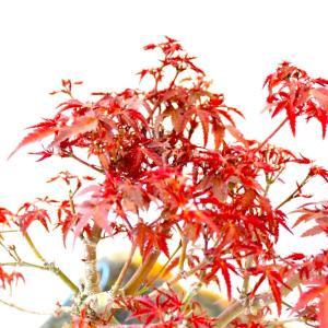 特選 出猩々もみじ 盆栽 紅葉 bonsai ...の詳細画像2
