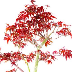 特選 出猩々もみじ 盆栽 紅葉 bonsai ...の詳細画像3