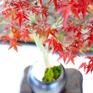 特選 出猩々もみじ 盆栽 紅葉 bonsai ...の詳細画像4