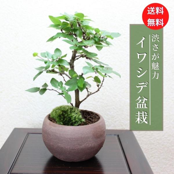 イワシデ盆栽　岩四手　いわしで　岩しで　小品盆栽　bonsai  送料無料