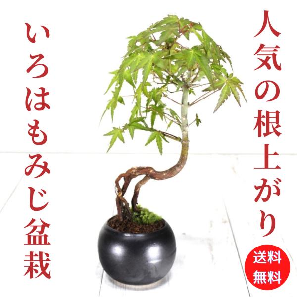 イロハモミジ　人気の根上がり盆栽　もみじ　bonsai　送料無料