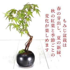 イロハモミジ 人気の根上がり盆栽 もみじ bo...の詳細画像1