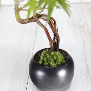 イロハモミジ 人気の根上がり盆栽 もみじ bo...の詳細画像3