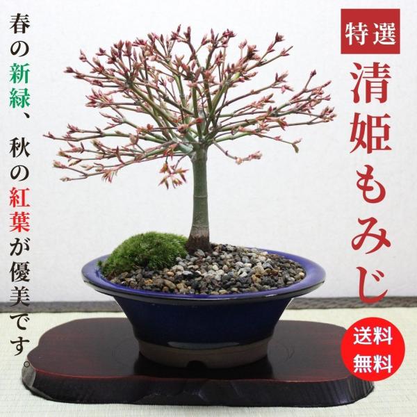 清姫もみじ　モミジ　盆栽　bonsai　送料無料