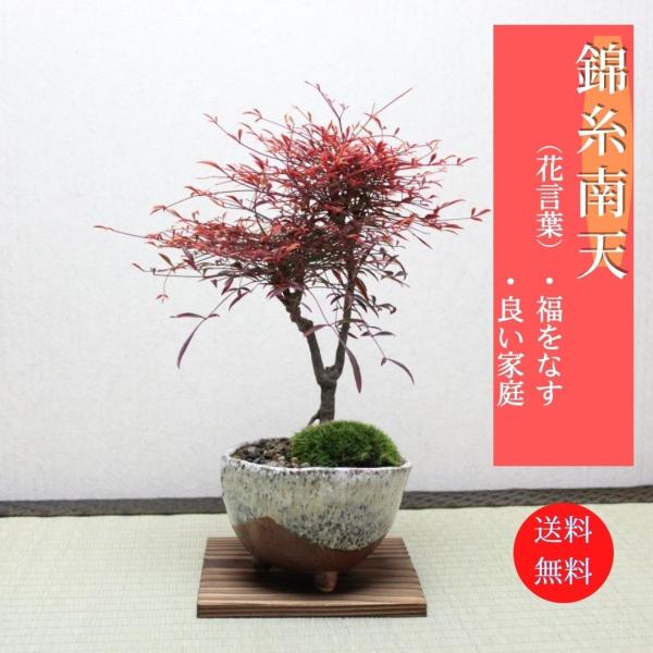 錦糸南天 なんてん　盆栽 bonsai　送料無料