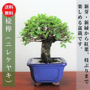 盆栽 特選：皐月(明美の月)現品*さつき サツキ Satsuki bonsai 小品