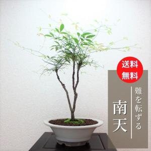 イワシデ盆栽 岩四手 いわしで 岩しで 小品盆栽 bonsai 送料無料