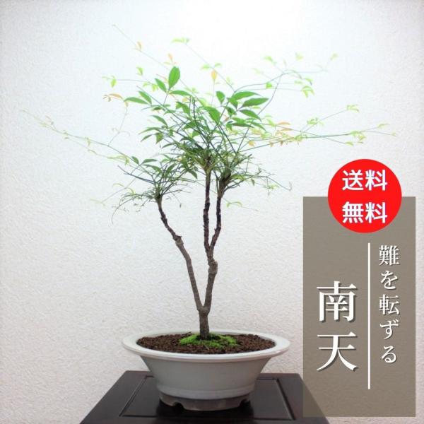 錦糸南天の盆栽　キンシナンテン　なんてん　bonsai  送料無料