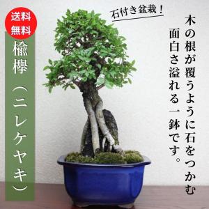盆栽 特選：皐月(明美の月)現品*さつき サツキ Satsuki bonsai 小品
