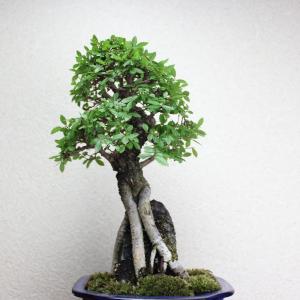 楡欅石付き盆栽 ニレケヤキの石付き盆栽 にれけ...の詳細画像1