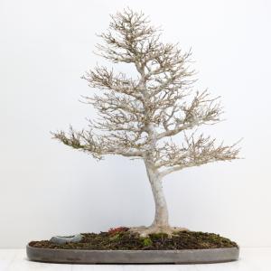 カエデ盆栽 かえで bonsai 送料無料の詳細画像1