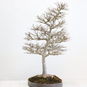 カエデ盆栽 かえで bonsai 送料無料の詳細画像2