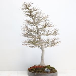 カエデ盆栽 かえで bonsai 送料無料の詳細画像3