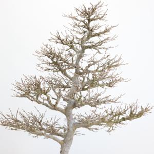 カエデ盆栽 かえで bonsai 送料無料の詳細画像4