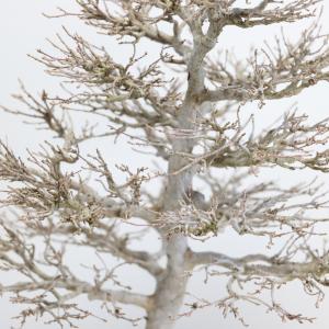 カエデ盆栽 かえで bonsai 送料無料の詳細画像5