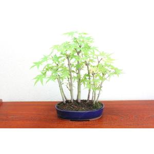 極上仕立　山モミジ盆栽　寄せ植え　紅葉　もみじ