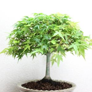 清姫もみじ 小品盆栽 信楽焼高級鉢 bonsa...の詳細画像1