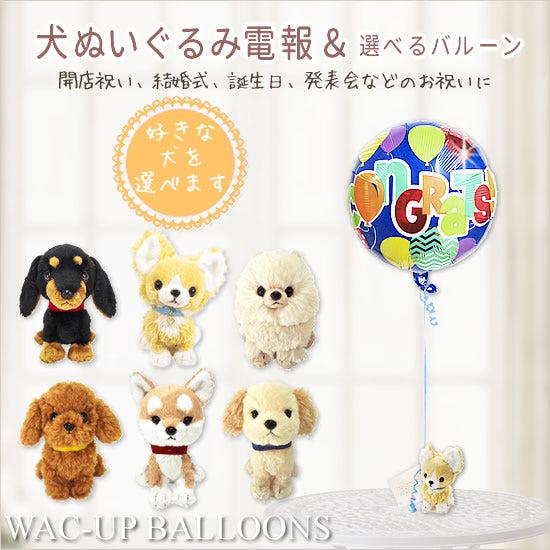 コーギー/シーズー/チワワ/柴犬/ダックス/トイプードル/ポメラニアン/ゴールデンレトリバーPUPS...