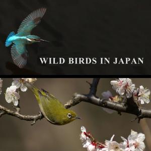 【特2】 DVD写真集「日本の野鳥を撮る旅」(...の詳細画像1
