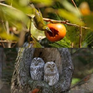 【特2】 DVD写真集「日本の野鳥を撮る旅」(...の詳細画像2