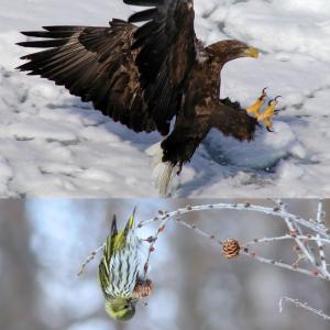 【特2】 DVD写真集「日本の野鳥を撮る旅」(...の詳細画像3