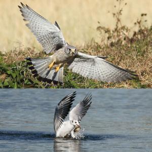 【特2】 DVD写真集「日本の野鳥を撮る旅」(...の詳細画像5