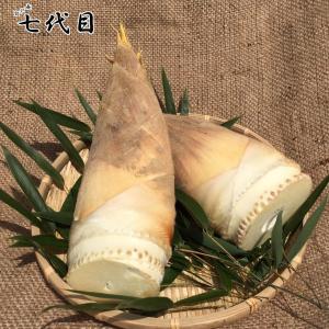 京都産 「朝掘り」タケノコ 約2kg 栽培期間中農薬不使用
