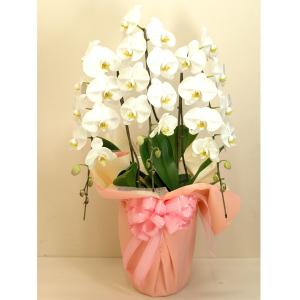 母の日 Mother's Day 胡蝶蘭【マザーチーク】5号鉢 2本立ち 陶器鉢