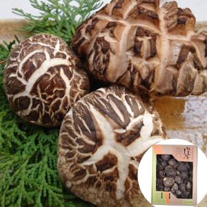 山梨県産 しいたけ原木 3本セット 菌駒打ち済み おいしい椎茸栽培 安心