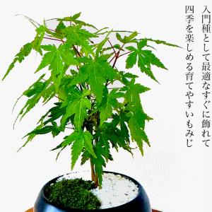 敬老の日 盆栽 もみじ いろはもみじ 希少 室...の詳細画像2