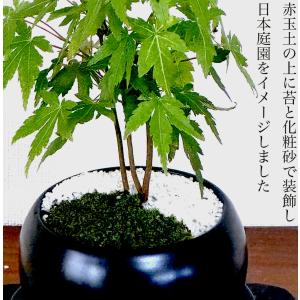 敬老の日 盆栽 もみじ いろはもみじ 希少 室...の詳細画像5