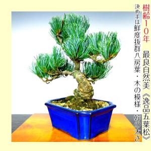 盆栽 松 五葉松 銀緑葉の癒し《禅の心五葉松》...の詳細画像1