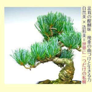 盆栽 松 五葉松 銀緑葉の癒し《禅の心五葉松》...の詳細画像2