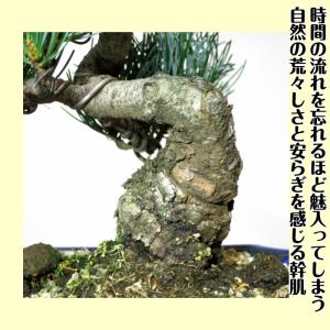 盆栽 松 五葉松 銀緑葉の癒し《禅の心五葉松》...の詳細画像3