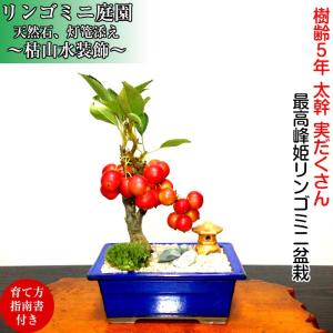 小品盆栽：姫りんご(冬あかね) 現品*（りんご・リンゴ）ringo : 遊恵