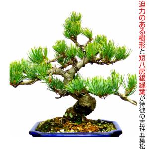 盆栽 松 五葉松 希少 樹齢15年 完成された...の詳細画像1