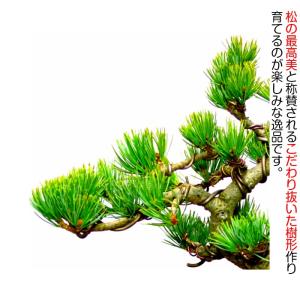 盆栽 松 五葉松 希少 樹齢15年 完成された...の詳細画像2