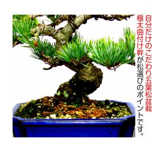 盆栽 松 五葉松 希少 樹齢15年 完成された...の詳細画像3